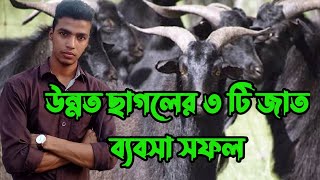 ব্যবসা সফল তিনটি উন্নত ছাগলের জাতউন্নত ছাগলের জাতBusiness success three improved goat breeds [upl. by Tapes]