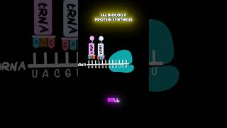 Protein Synthesis in one minute for your IAL Biology Exam [upl. by Eikcuhc]