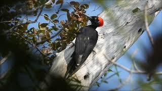 Whitebilled Woodpecker [upl. by Alohcin]