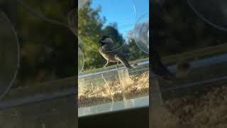 Chickadee at the Feeder in Slow Motion [upl. by Haroppizt752]