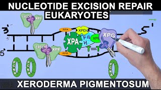 Nucleotide Excision Repair in Eukaryotes [upl. by Pownall]