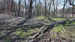 Chickweed silvopasture and a spring [upl. by Attenehs]