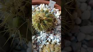 copiapoa haseltoniana cactus succulent [upl. by Copland]