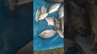 Rahu bite tilapia bite Indian fishing Irfan [upl. by Pomcroy61]