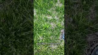 From Bermuda Lawn to Fescue Lawn [upl. by Annayi]