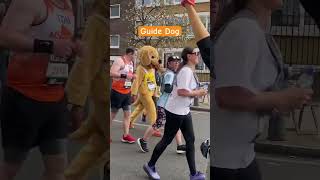 Guide dog running marathon london sub running marathon shorts [upl. by Rockel468]