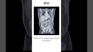 which is the largestcavity in humanhumanbodycavitiesbody anatomyshortsfeedshortsquiz [upl. by Bock933]