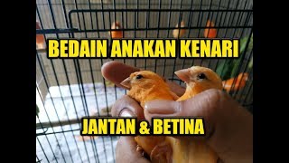 MEMBEDAKAN ANAKAN KENARI JANTAN DAN BETINA [upl. by Ah287]