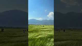 How romantic is the windblown wheat wave in Xizhou Ancient Town 🎐 shorts nature [upl. by Dumas]