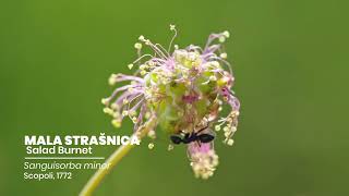 MALA STRAŠNICA Salad Burnet Sanguisorba minor Scopoli 1772 [upl. by Jarrid]