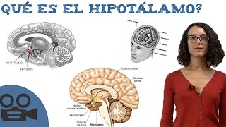 Qué es el hipotálamo  Hipotálamo definición [upl. by Nois238]