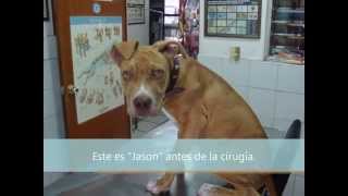 Corte de orejas paso a paso Pautas AKC sobre la otoplastía Clínica Veterinaria Cachorro [upl. by Imaon]