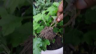 Guldaudi Flower Plant ytshorts flowers gardening grihshobha [upl. by Bryner]