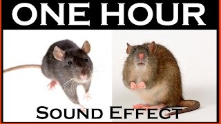 Sound Effects Of Mouse  ONE HOUR  HQ [upl. by Hewett]