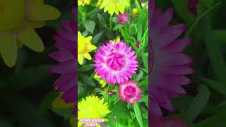 Gorgeous Strawflowerflowertypesnatureflowersinfogardenflowerbeautynaturalflowersshortsflower [upl. by Mead]