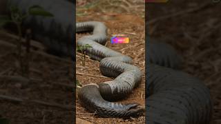 Rinkhals spitting cobra [upl. by Nylirrehs]