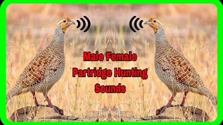 quotGrey Francolin Sound 💕 Teetar Ki Voices  Desi Teetar Sounds 💕 DKTEETARHUNTING [upl. by Bergh]