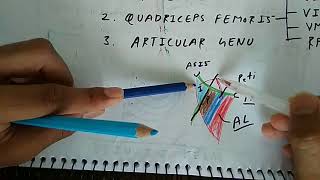 Femoral Nerve  Part 1  Branches  Chart  The Charsi of Medical Literature [upl. by Arbua411]