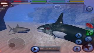 Orca “The Killer Whale” VS Shark Blue Whale Ultimate ocean Simulator [upl. by Ardnuhsed423]