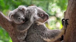 The cry of a frightened koala is very similar to the cry of a baby  Koala sounds [upl. by Qulllon]