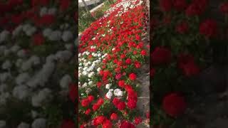 Flowers for you  Colorful Flowers  Flowers Lover’s  Flowers Garden shortvideo [upl. by Forsta519]