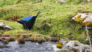 Monal Pheasant or Danphe national bird of Nepal state bird of Uttarakhand A beautiful Pheasant [upl. by Eleen]