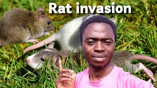 WE HAVE RAT INVASION IN OUR HOUSE [upl. by Colet]