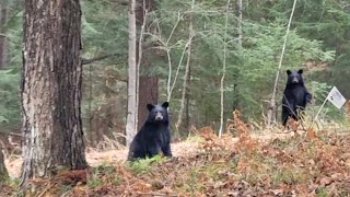 Well this was EXCITING 🖤😍🖤 nature blackbear northwoods wisconsin love [upl. by Lleoj]