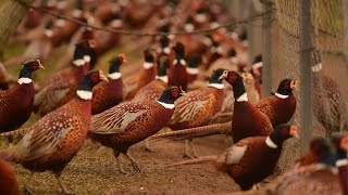 Hunting time Rounding up the birds at New York states last pheasant farm [upl. by Stanfield]