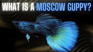 Moscow Guppy Varieties – Rare and Popular Types [upl. by Odlavu]