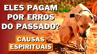 POR QUE OS ANIMAIS SOFREM I Canal Espírita Responde 14 [upl. by Ultun]