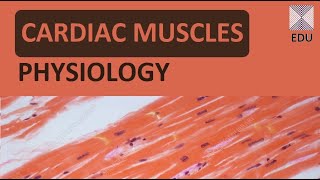 Cardiac muscle physiology ZOOSQUARE [upl. by Ymmas]