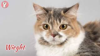 Cymric Cat 101  Breed amp Personality  Cute amp Spunky Cats [upl. by Aushoj]