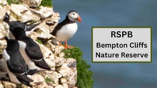 RSPB Bempton Cliffs Nature Reserve  Puffins Gannets and more [upl. by Flessel481]