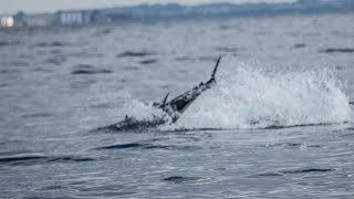 Tonfisk i Öresund Bluefin Tunas in Öresund [upl. by Vergne]