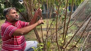 How to Prune Phalsa Tree  Falsa Growing Care amp Tips  How to Induce lot of Flower in Phalsa [upl. by Honniball]