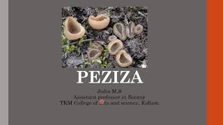 Peziza structure and reproduction [upl. by Ahsila]