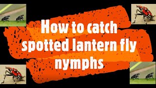 How to catch spotted lantern fly nymphs [upl. by Aliahs]