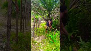 There are many types of work we have to do in Malaysia palm plantationsviralshortpalmtreespalm [upl. by Anna-Diane]