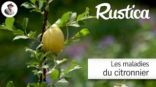 Tout savoir sur les maladies des citronniers [upl. by Robet179]