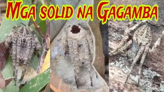 Spider HuntingREACTION VIDEOCEBULINE TV Magandang mga gagamba [upl. by Sperry]