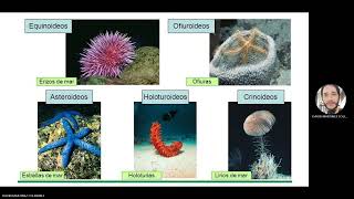 Filo Equinodermos parte 1 [upl. by Bega]