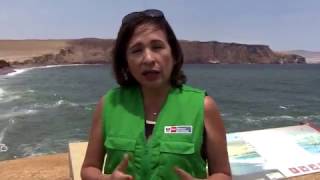 Reserva Nacional de Paracas [upl. by Marylin933]