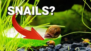 Why are SNAILS GOOD For Your AQUARIUM [upl. by Nahallac]