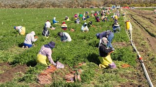 How American Farm Workers Harvest Millions Of Tons Of Vegetables  Farming Documentary [upl. by Wilmar]