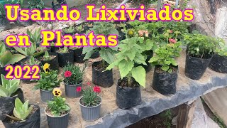 Como Usar Lixiviados en las Plantas de Jardín Año 2022 19 plantas lixiviados [upl. by Elwina]