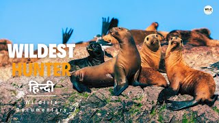 Wildest Hunter  हिन्दी डॉक्यूमेंट्री  Wildlife documentary in Hindi [upl. by Mailli]