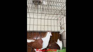 কবুতর foroztv ahmadullah sheikhahmadullah শায়েখআহমদউল্লাহ pigeon bdpigeonslover [upl. by Enilemme]