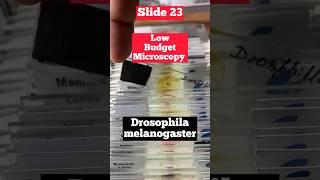 Drosophila melanogaster Under Microscope fruitfly [upl. by Oicneserc]