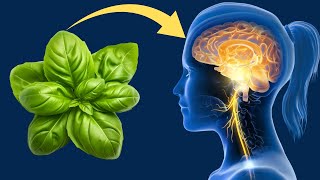 Basil Health amp Nutritional Benefits Eat Basil Daily and See What Happens to Your Body in a Month [upl. by Rahr726]